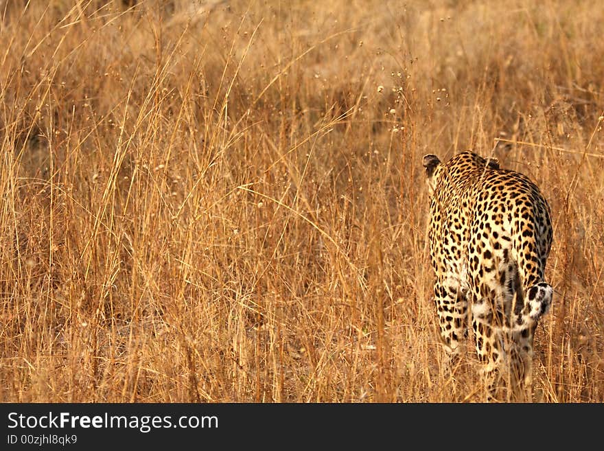 Leopard in the Sabi Sands Reserve