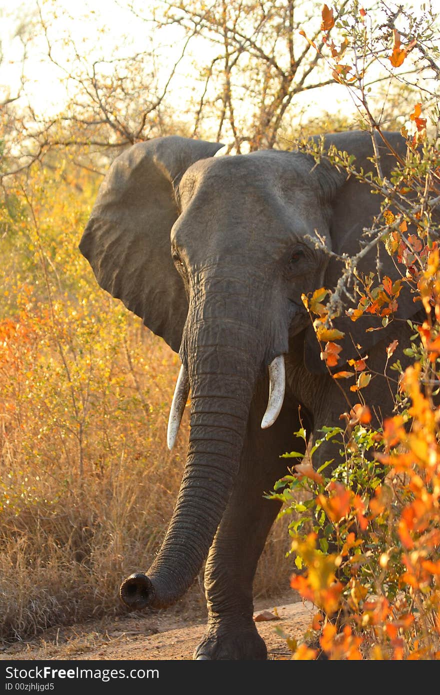 Elephant in the Sabi Sand Reserve. Elephant in the Sabi Sand Reserve