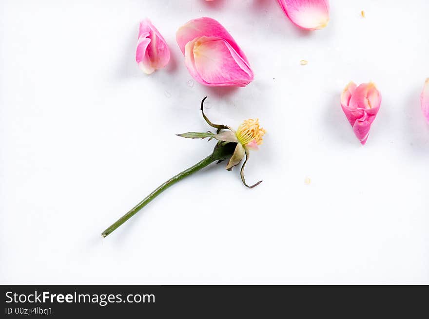 Closeup of a pink flower in front of the white background. Closeup of a pink flower in front of the white background