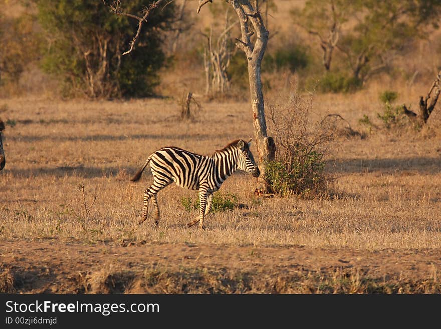 Zebra in Sabi Sands