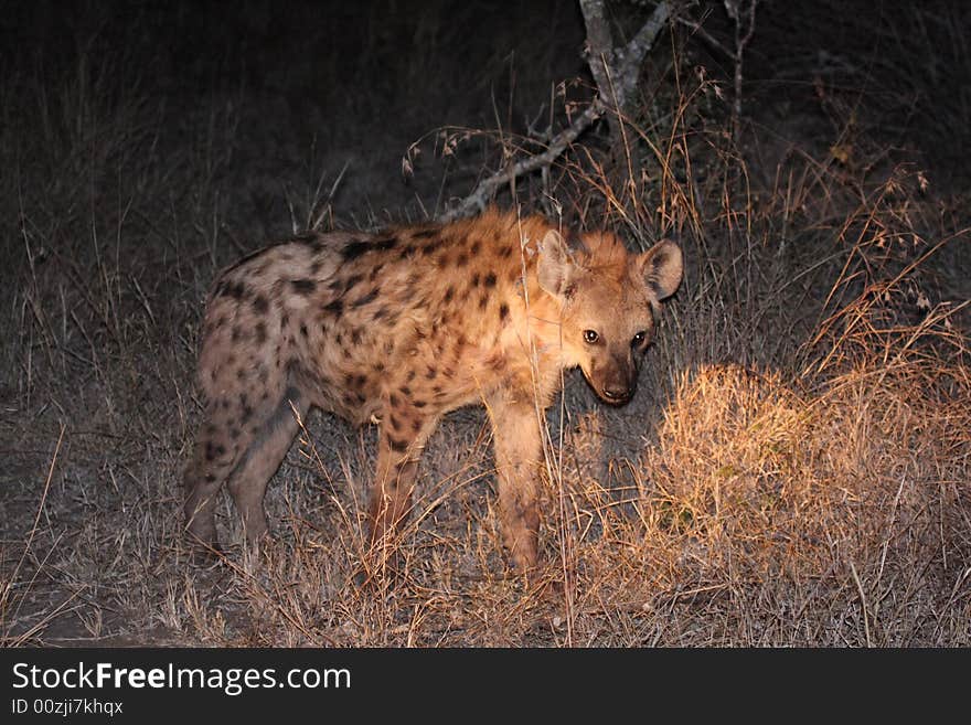 Hyena in Sabi Sands