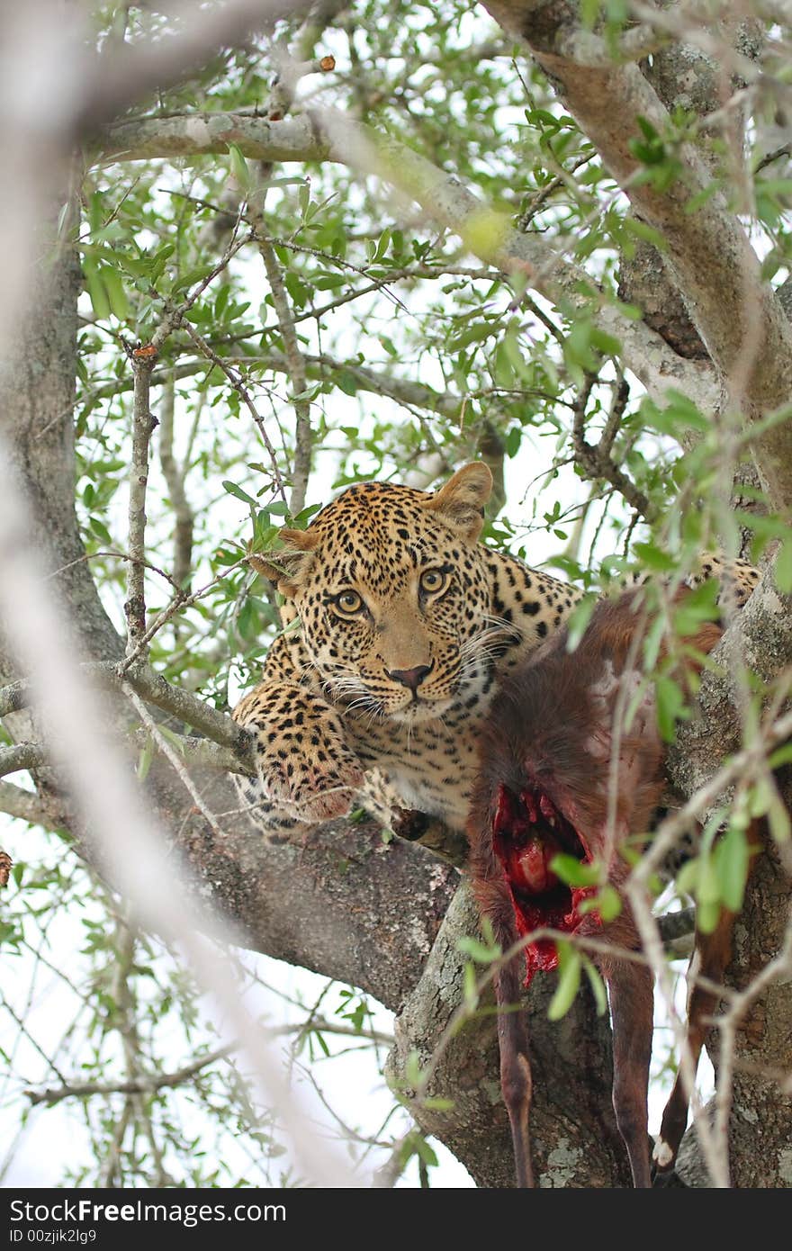 Leopard in a tree with kill