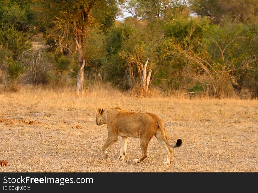 Lioness in Sabi Sands