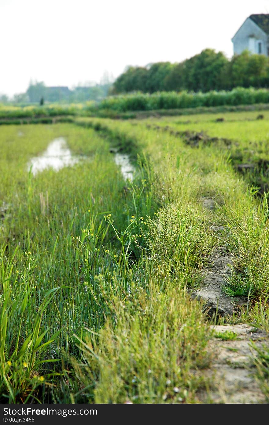 The road , healthy green grass.