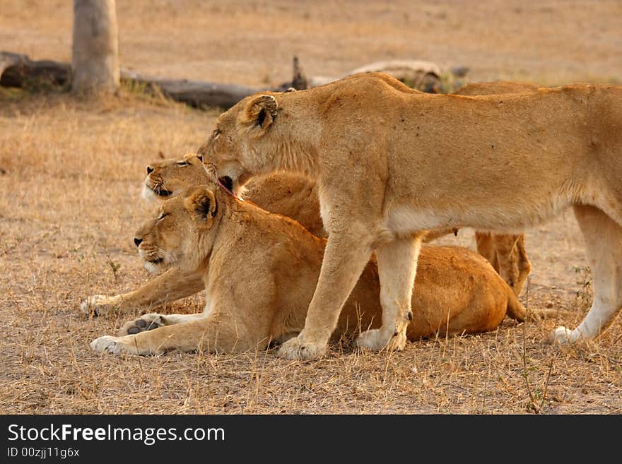 Lioness in Sabi Sands Reserve, South Africa