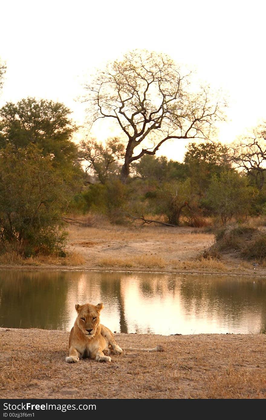 Lioness in Sabi Sands