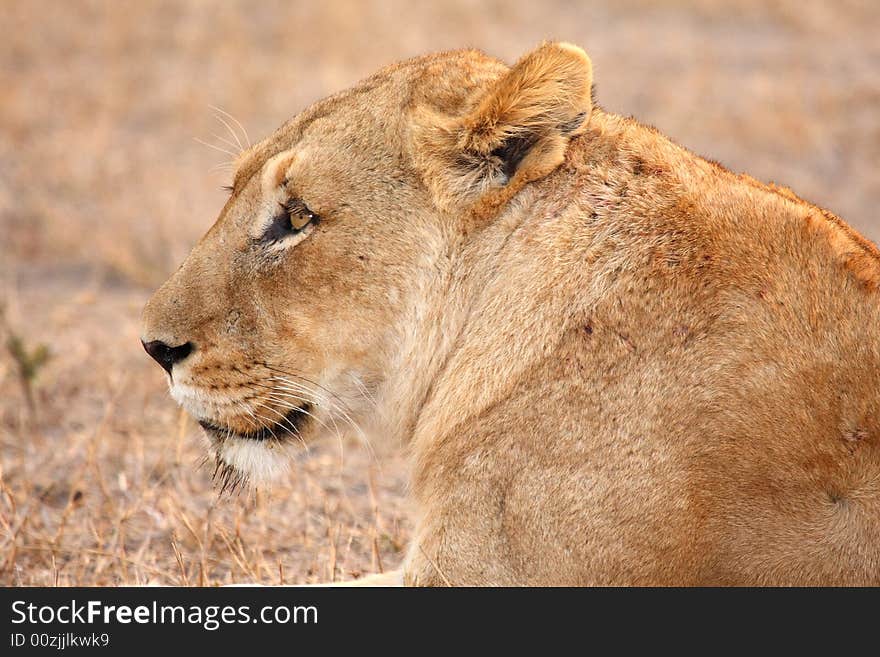 Lioness in Sabi Sands Reserve, South Africa