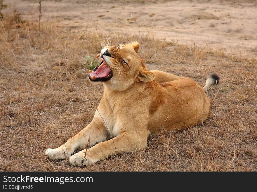 Lioness in Sabi Sands