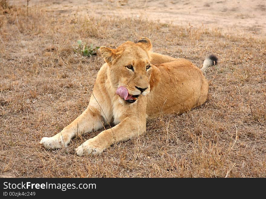 Lioness in Sabi Sands Reserve, South Africa