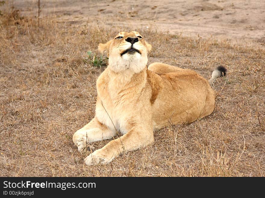 Lioness in Sabi Sands Reserve, South Africa