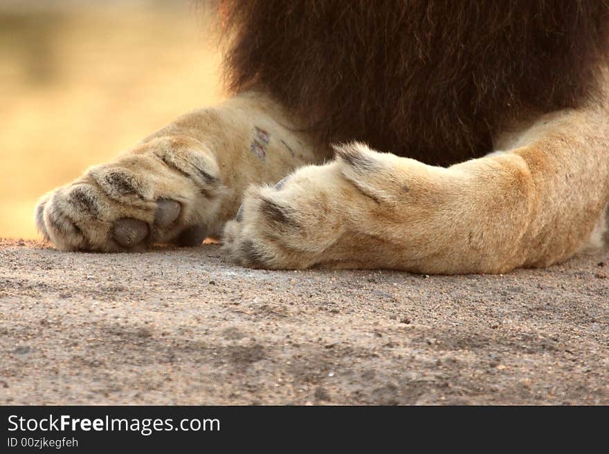 Lion paw