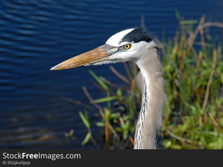 Blue heron photo taken Jun 2008 at Everglades National park. Blue heron photo taken Jun 2008 at Everglades National park