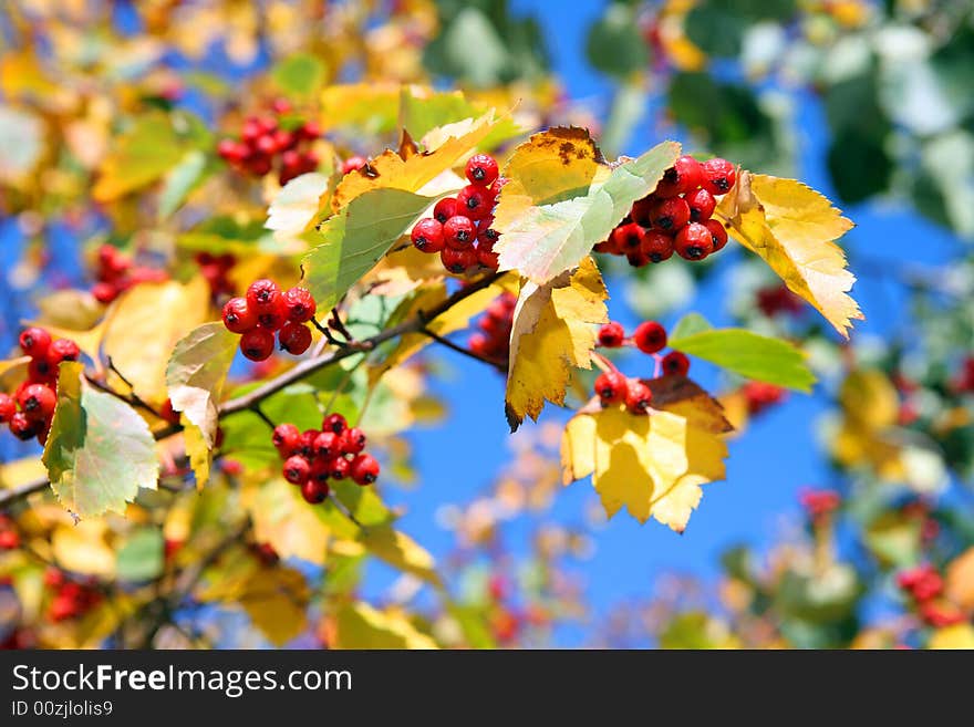 A branch of hawthorn at autumn time on blue sky background. A branch of hawthorn at autumn time on blue sky background