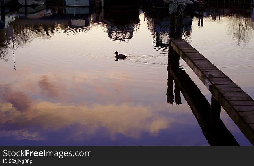 Lone duck waddling across the canal in Netherlands