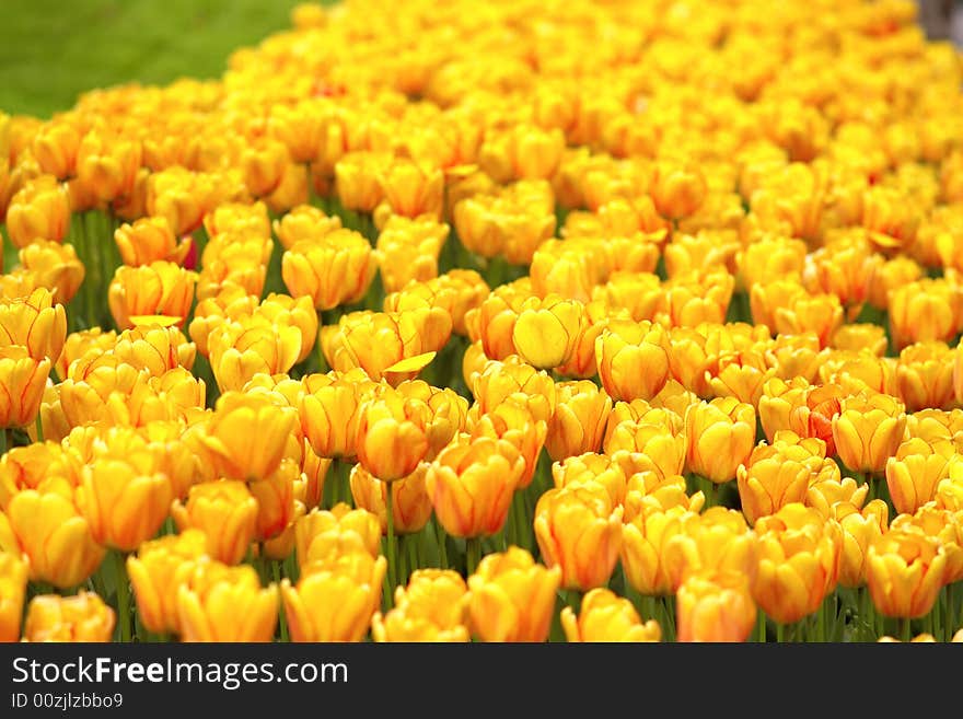 Field Of Golden Yellow Tulips