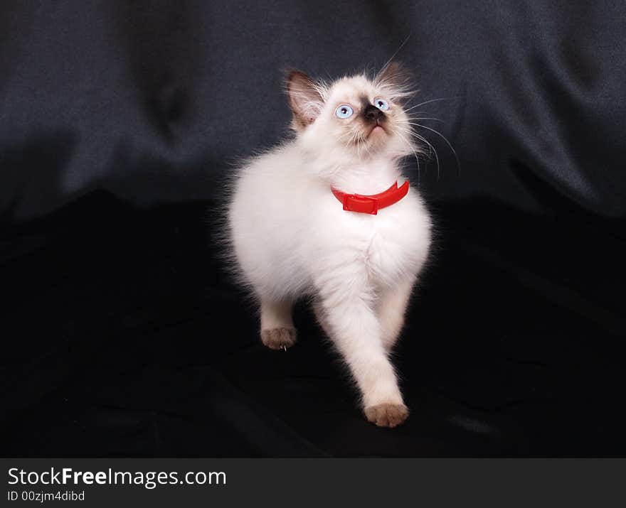 Cute Birman Kitty Looking Up