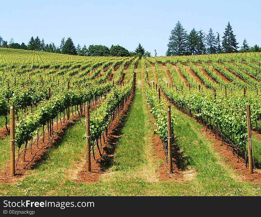 Vineyard in the Willamette Valley in Oregon. Vineyard in the Willamette Valley in Oregon