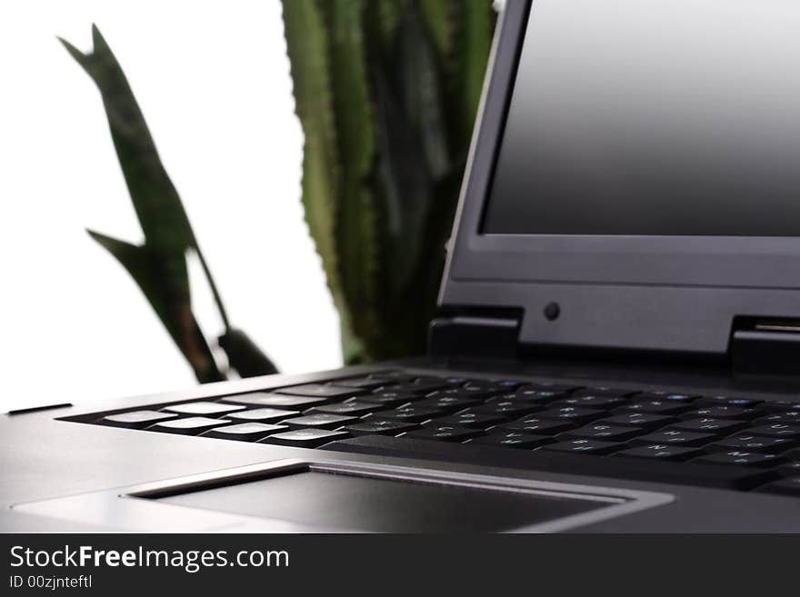 Laptop and plant