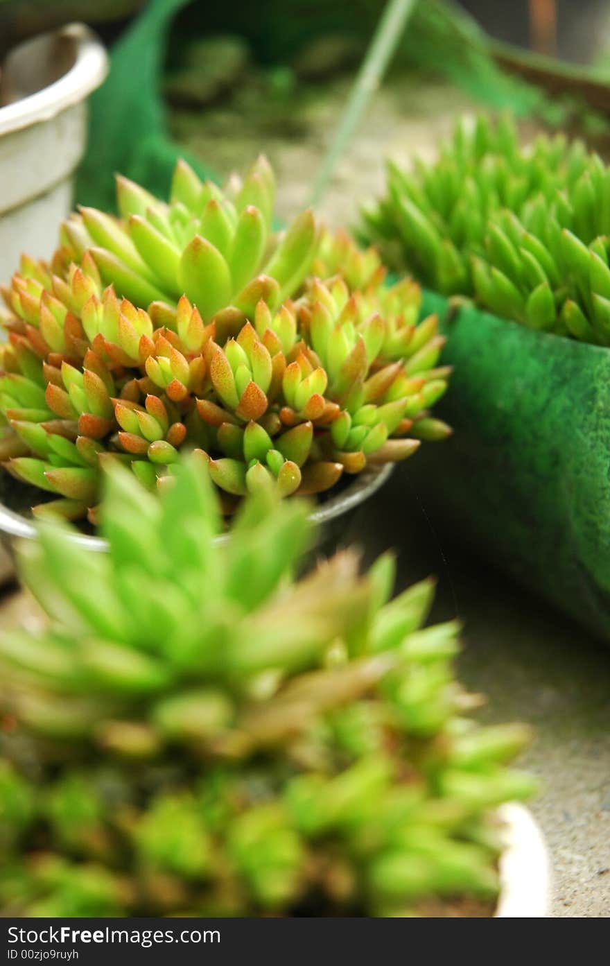 A closeup of view of fresh, healthy green grass.