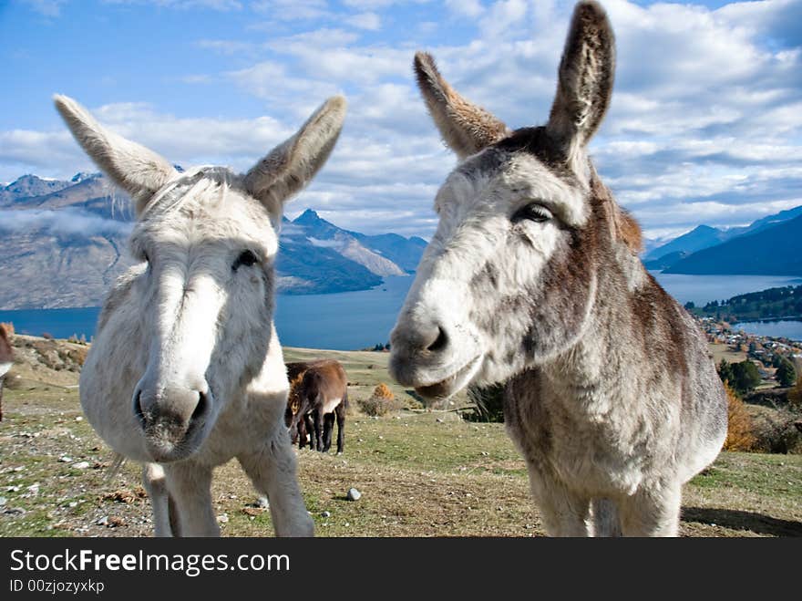 Donkeys on a farmland at lakeside. Donkeys on a farmland at lakeside