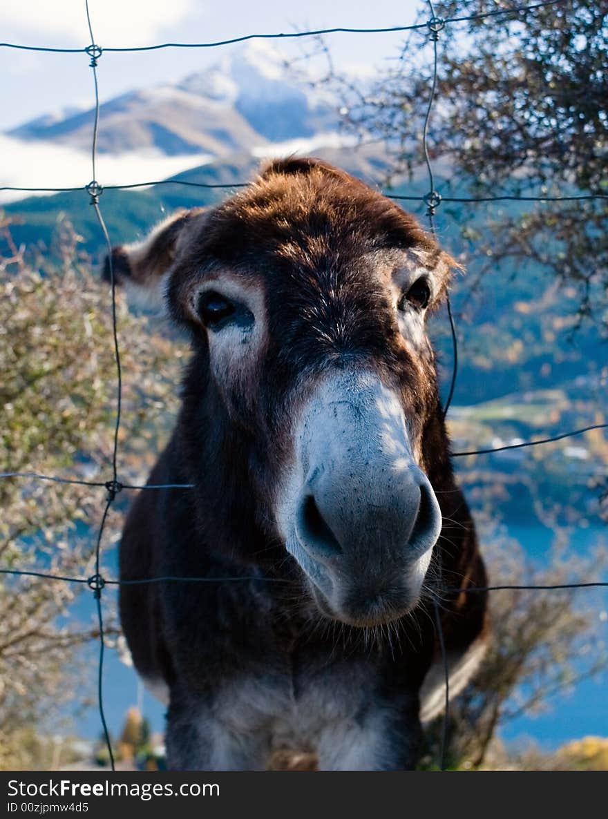 Free Me! Donkey on a farmland at lakeside. Free Me! Donkey on a farmland at lakeside