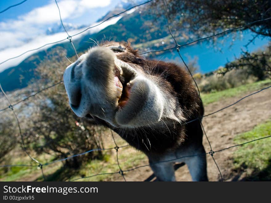 Free Me! Donkey on a farmland at lakeside. Free Me! Donkey on a farmland at lakeside