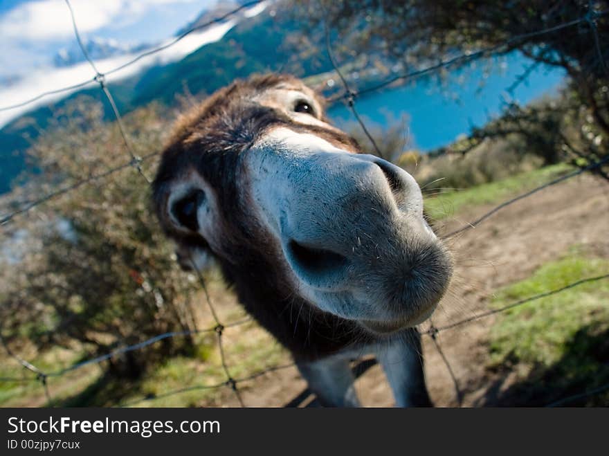 Free Me! Donkey on a farmland at lakeside. Free Me! Donkey on a farmland at lakeside