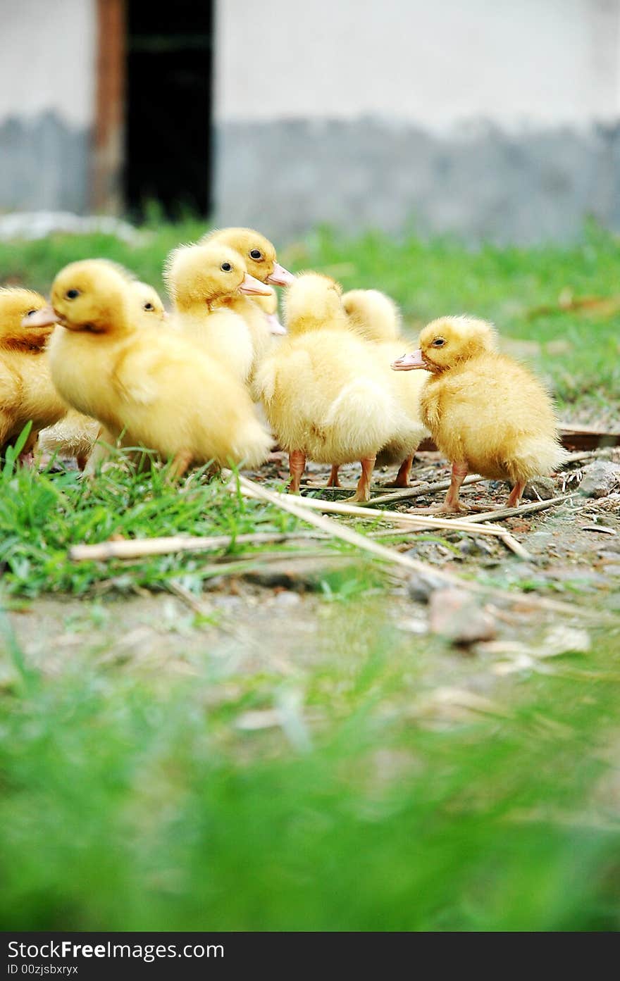 Yellow small ducks out at feed