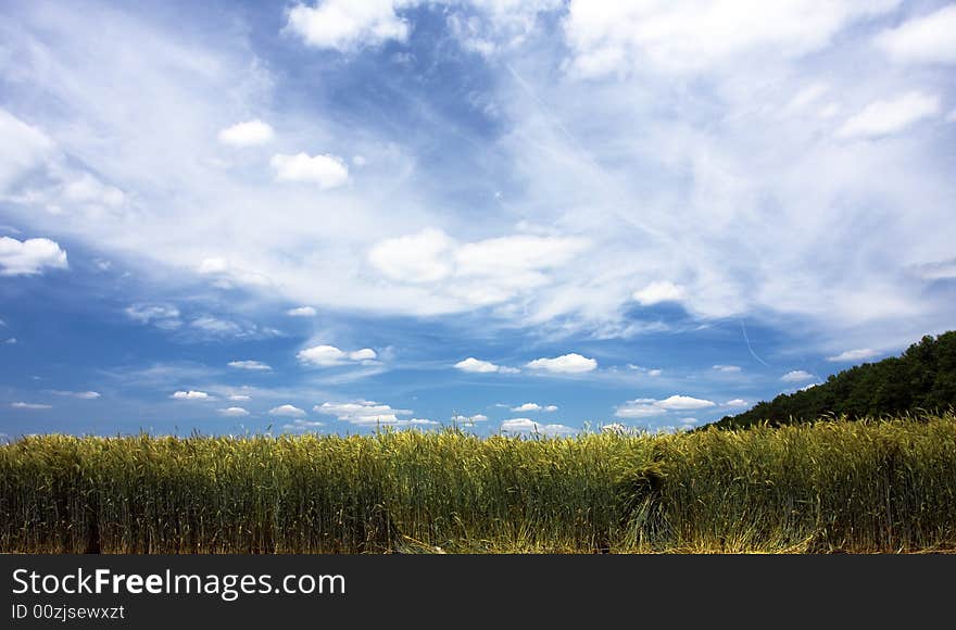 Landscape with yellow field and blue sky. Landscape with yellow field and blue sky