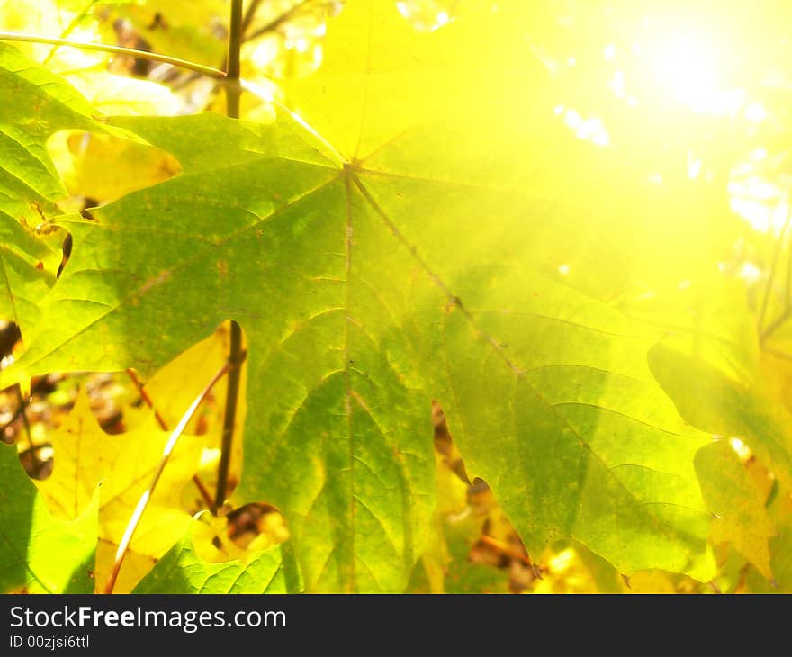 Yellow leaf against the sun. Yellow leaf against the sun