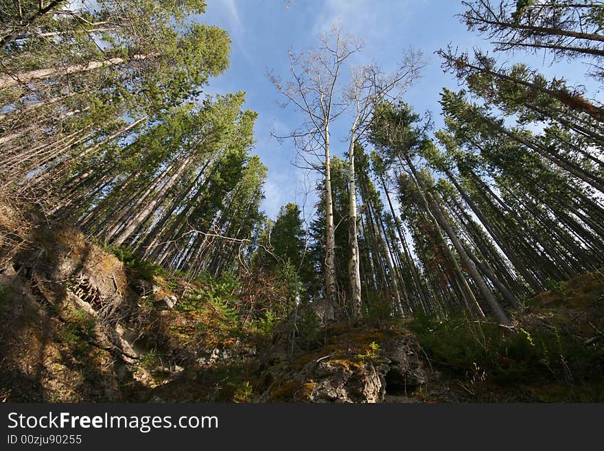 Circle of trees reaching towards sky. Circle of trees reaching towards sky.