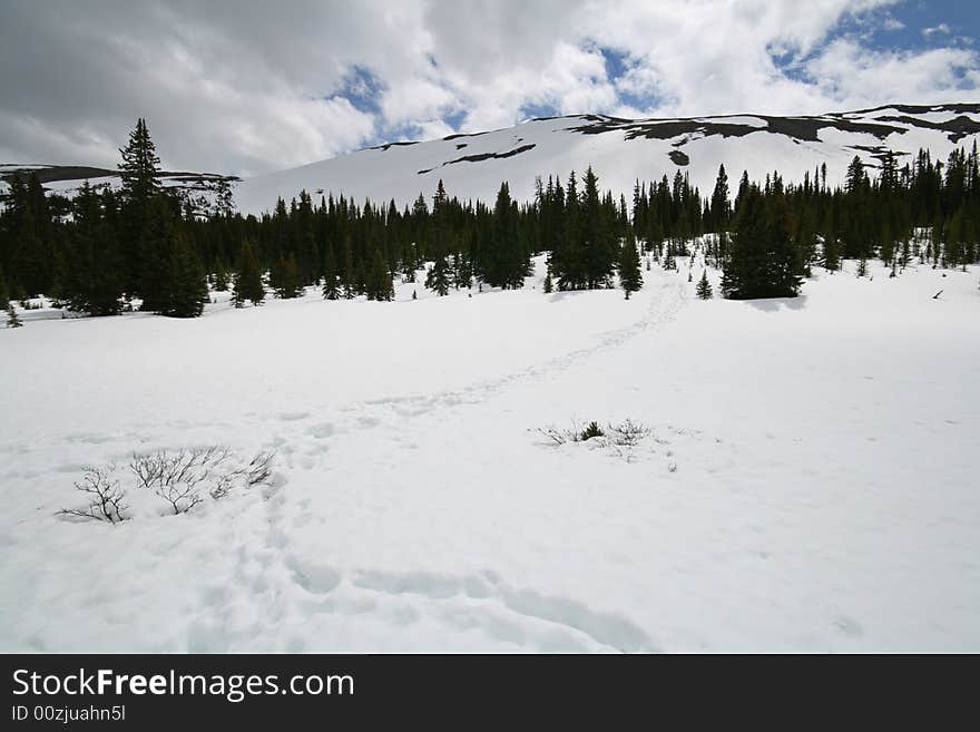 Track beaten in snow leading into wilderness. Track beaten in snow leading into wilderness.