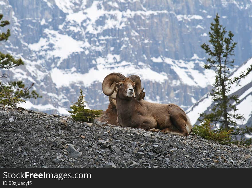 Beautiful mouflon resting with a rock wall in the background. Beautiful mouflon resting with a rock wall in the background.