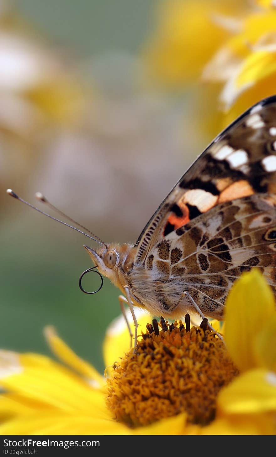 A butterfly sampling the nectar of a flower. A butterfly sampling the nectar of a flower