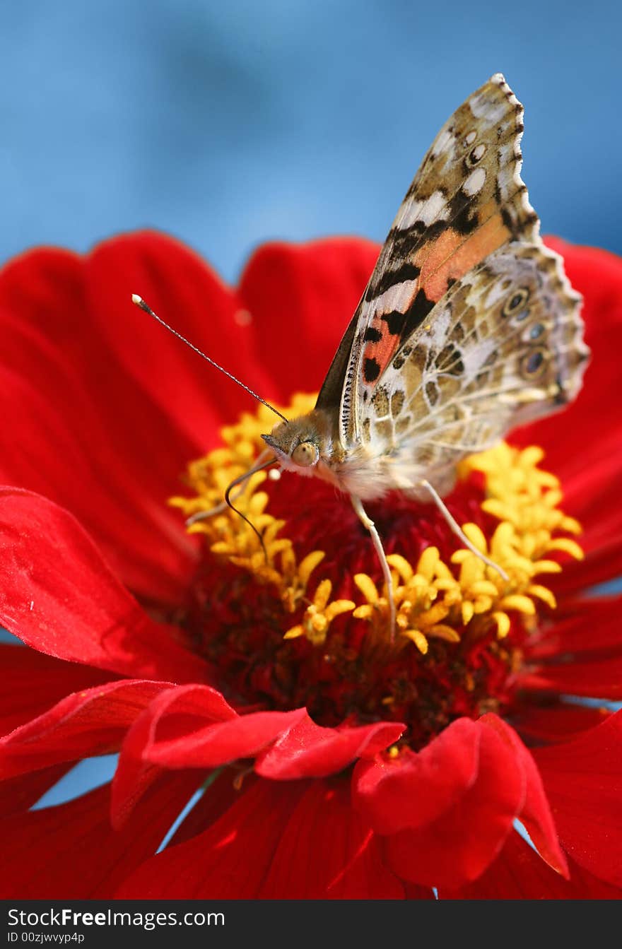 A butterfly sampling the nectar of a flower