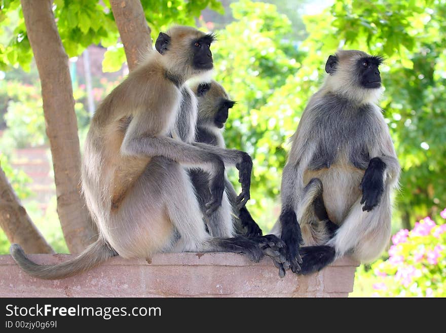 Three monkey looking into one direction. Taken in Dheli / India. Three monkey looking into one direction. Taken in Dheli / India.