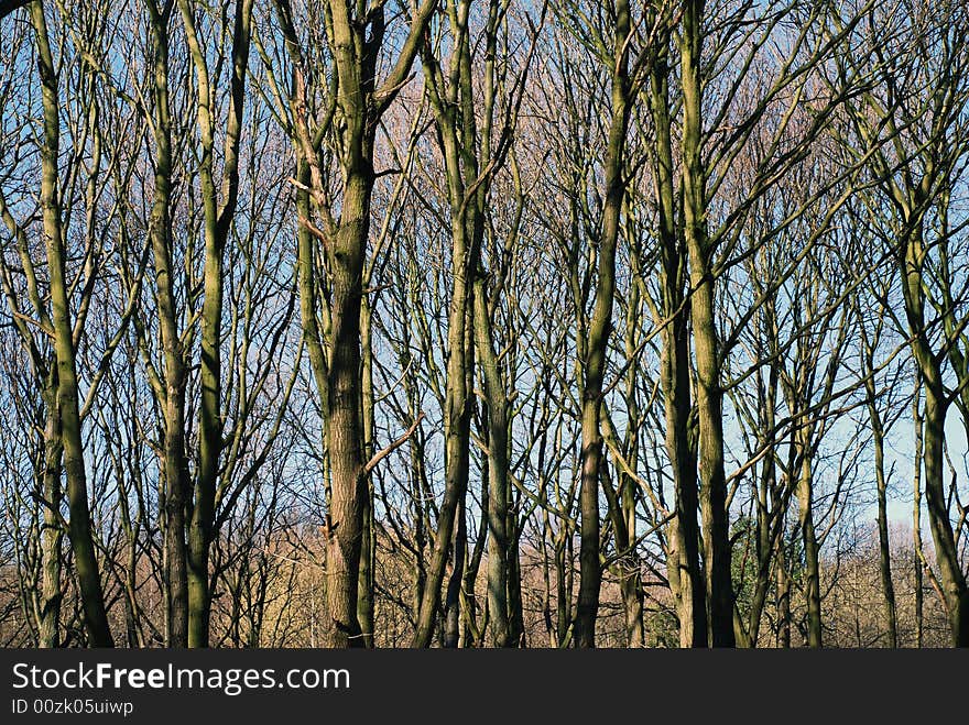 Bare Winter Trees