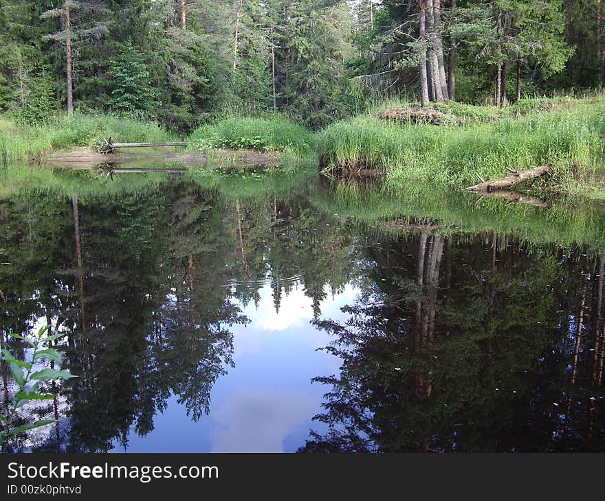 river in forest