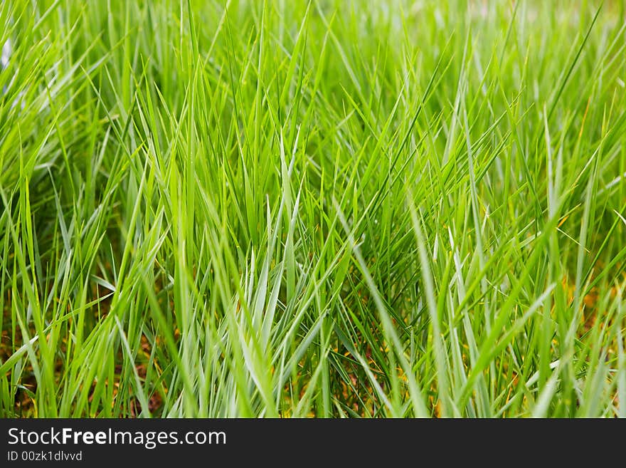 A green grass in sunlight