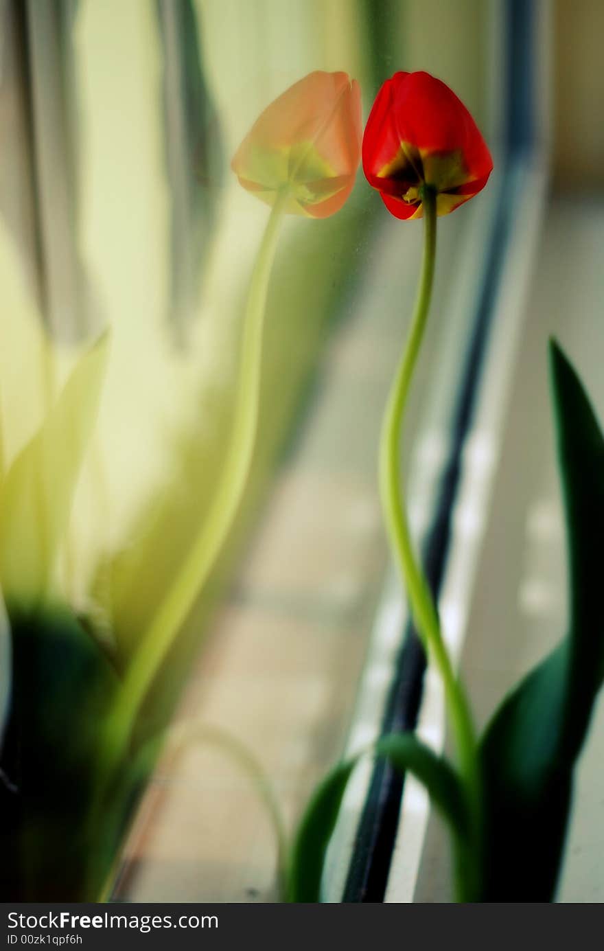 Red tulip near window with reflection