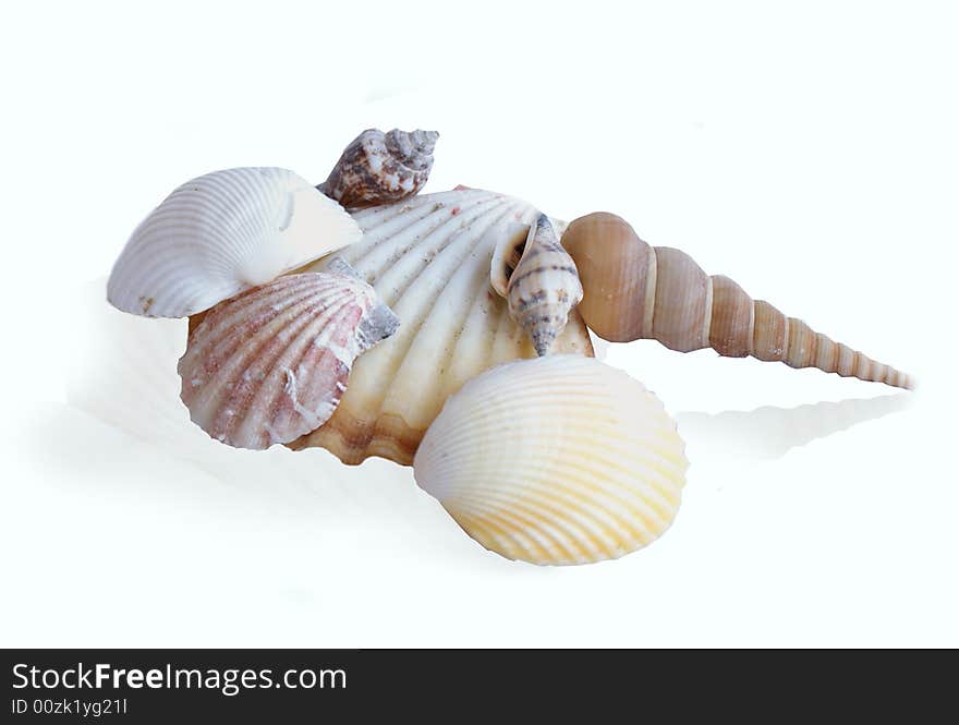 Shell, sea, spiral, shell, sea, mollusk, beach, bspiral, water