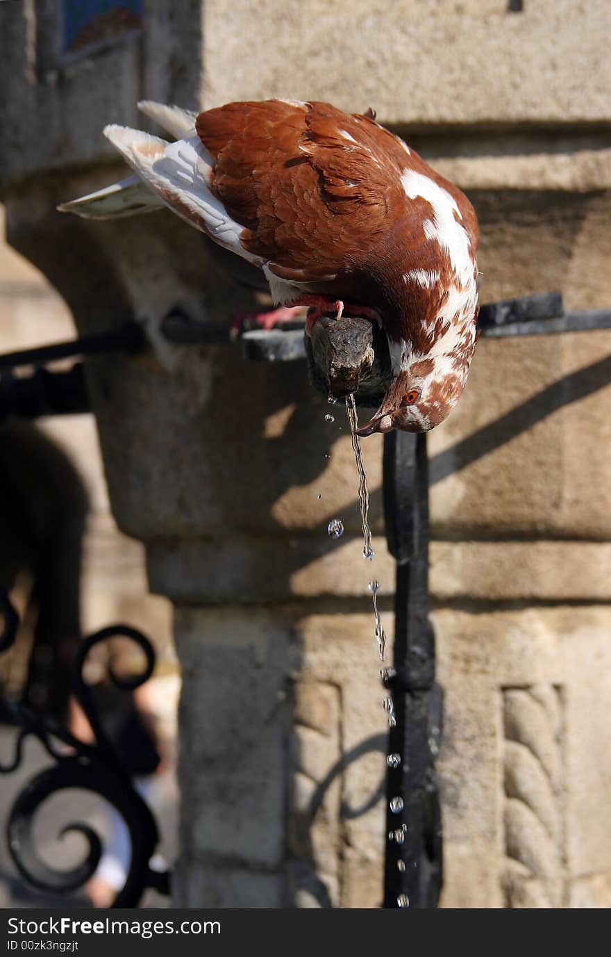 A pigeon drinking  water from stone fountain. A pigeon drinking  water from stone fountain