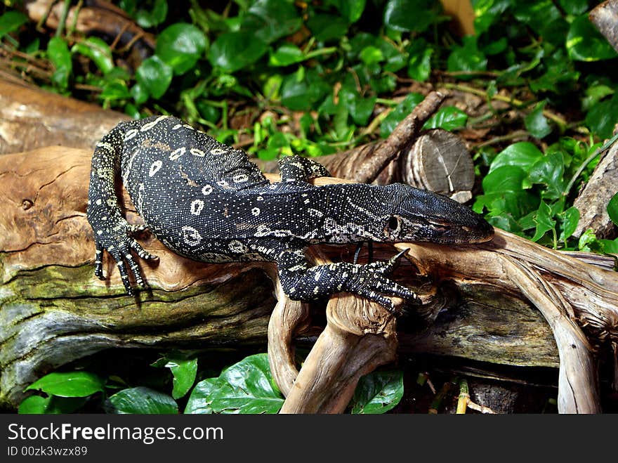 A monitor lizard is relaxing in the sun