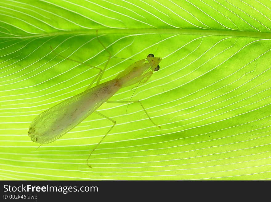 Beautiful Mantis