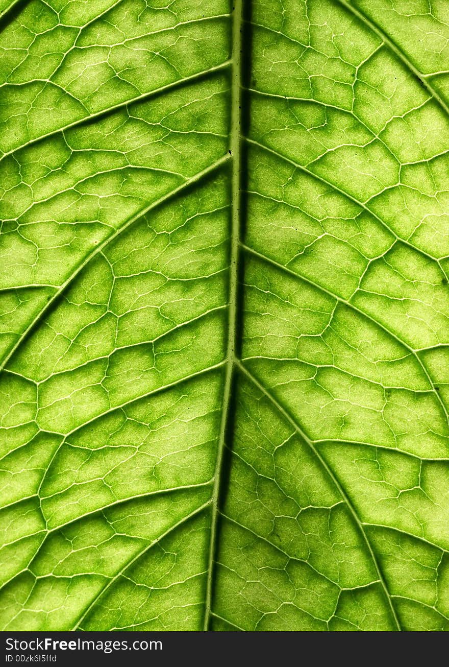 Close-up of green leaf