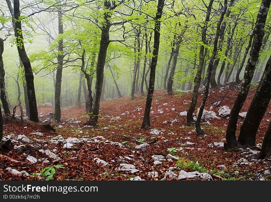 Rainy Spring Forest, Velebit, Croatia