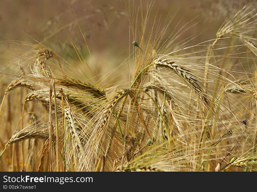 Ears in front of a cornfield