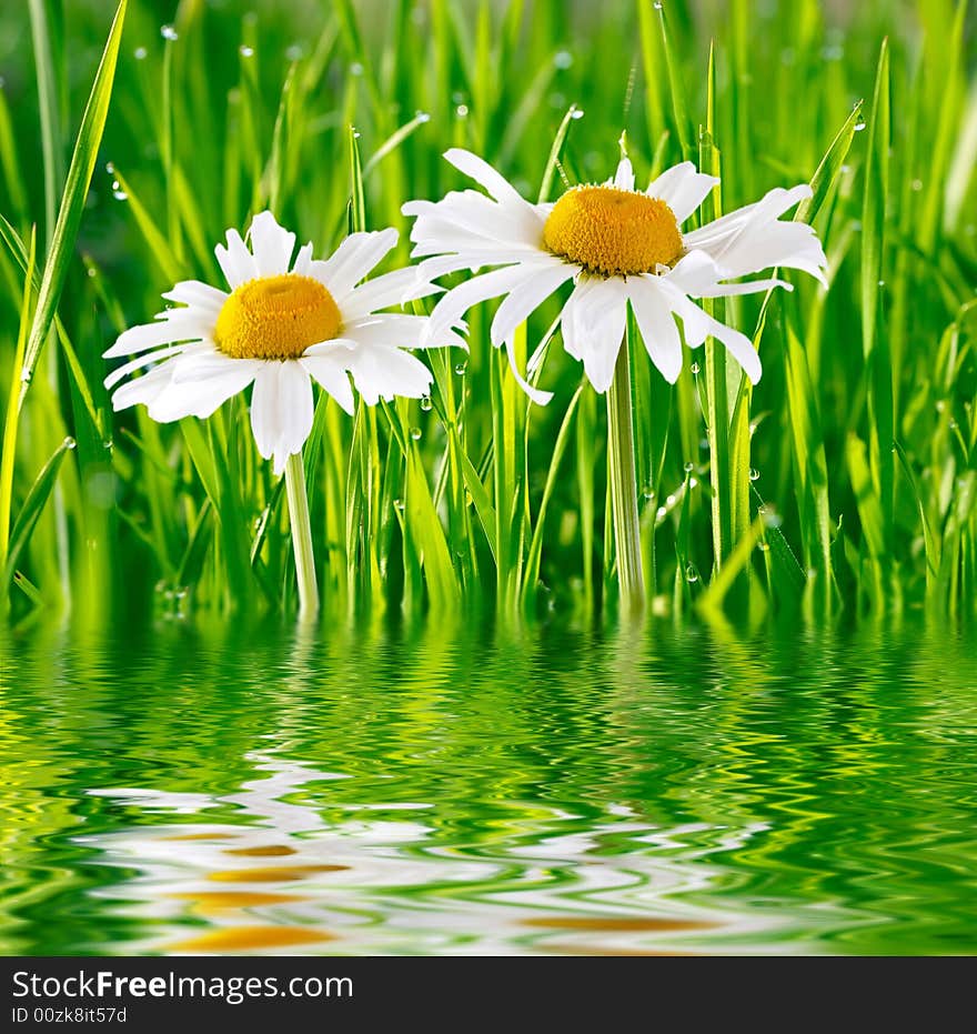 Two daisies on green grass