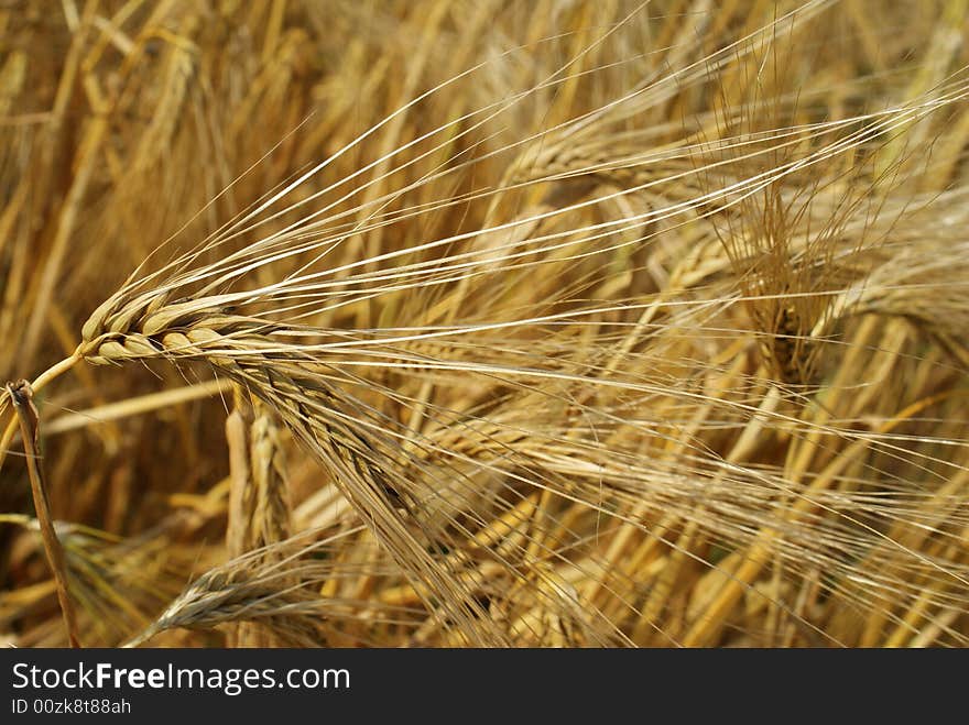 One ears from a big cornfield