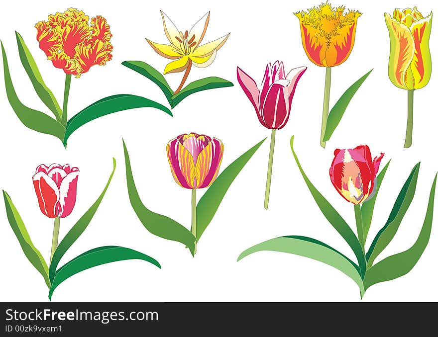 Tulip collection on white